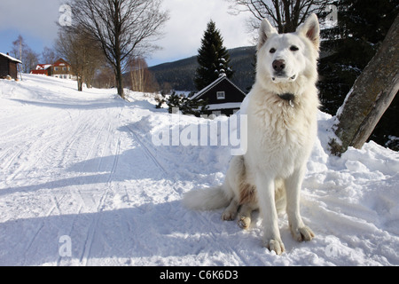 Grande cane bianco aspetta in inverno sul modo di neve Foto Stock