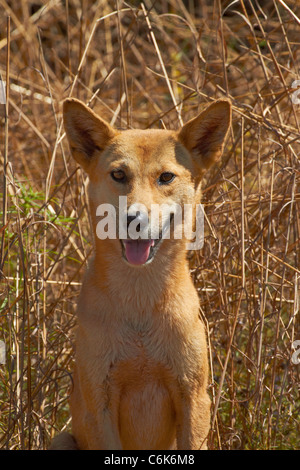 Dingo (Canis lupus dingo), il Parco Nazionale Kakadu, Territorio del Nord, l'Australia Foto Stock