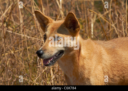 Dingo (Canis lupus dingo), il Parco Nazionale Kakadu, Territorio del Nord, l'Australia Foto Stock