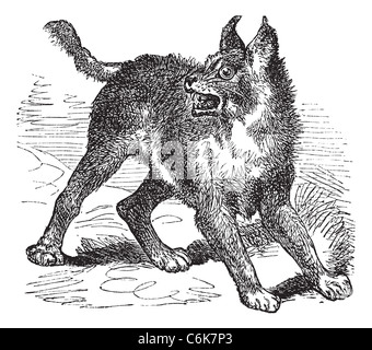 Caracal o Lynx o il gatto selvatico vintage incisione. Vecchie illustrazioni incise di caracal cat. Foto Stock