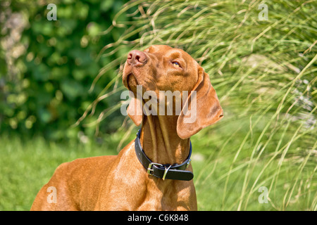 Viszla ungherese in posa - Ungherese puntatore cane da caccia II Foto Stock