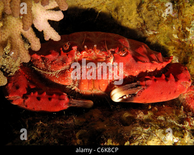 Splendida Spooner coral granchio (Etisus Splendidus) Foto Stock