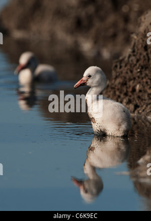 Bambino uccello dei Caraibi flamingo. Un caldo e fuzzy bambino uccello dei Caraibi flamingo a nidi. Foto Stock