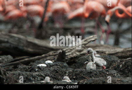 Bambino uccello dei Caraibi flamingo. Un caldo e fuzzy bambino uccello dei Caraibi flamingo a nidi. Foto Stock