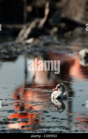 Bambino uccello dei Caraibi flamingo. Un caldo e fuzzy bambino uccello dei Caraibi flamingo a nidi. Foto Stock