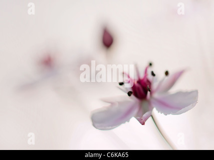 Giunco fiorito (Butomus umbellatus) su bianco Foto Stock