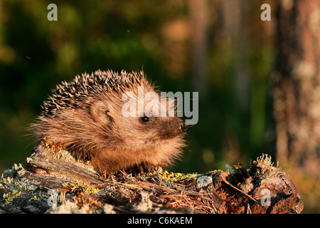 Porcospino. Un riccio in fasci dei prossimi Sun al margine della foresta. Foto Stock