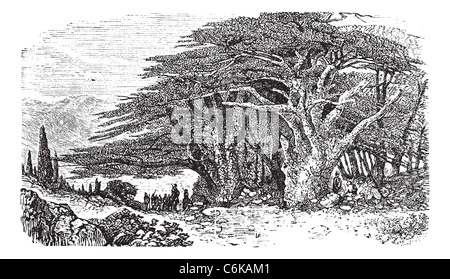 Cedro del Libano o Cedrus libani vintage incisione. Vecchie illustrazioni incise di libanesi albero di cedro con un gruppo di uomo in piedi Foto Stock