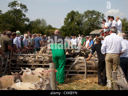 Il sistema delle aste pecore da cavallo e carrello Honeybourne mercato ovini Agosto 2011 WORCESTERSHIRE REGNO UNITO Foto Stock