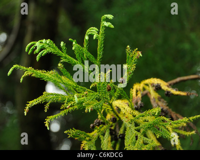 Giapponese-rosso cedro, Cryptomeria japonica Foto Stock