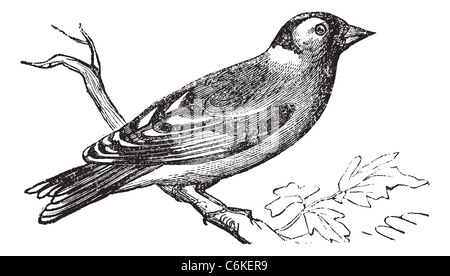 Finch o Fringilla sp., vintage incisione. Vecchie illustrazioni incise di Finch appollaiato su un ramo. Foto Stock