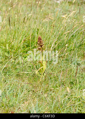 Frog Orchid, Coeloglossum viride Foto Stock