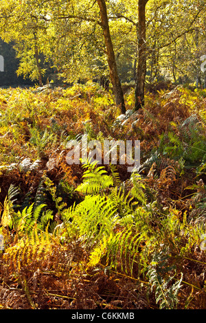 La luce del sole su di betulle e bracken nel nuovo parco nazionale della foresta in autunno Foto Stock