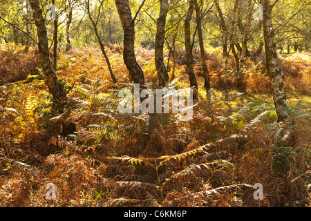 La luce del sole su di betulle e bracken nel nuovo parco nazionale della foresta in autunno Foto Stock