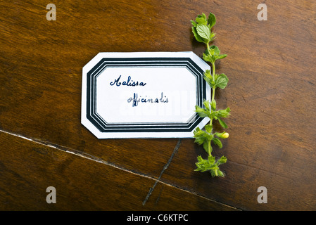 Melissa (Melissa officinalis) Foto Stock