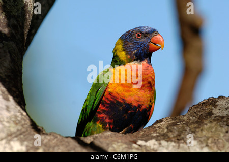 Un primo piano colpo di Rainbow Lorikeet Foto Stock