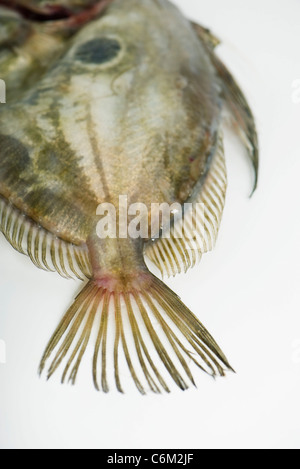 Crudo fresco di John Dory pesce (ZEUS FABER) Foto Stock