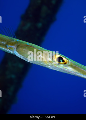 Liscia (Cornetfish Fistularia commersonii) Foto Stock