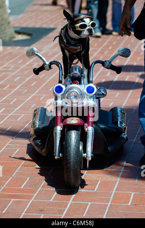 LEADER DEL PACK Questo cane ha corteccia è peggio che il suo bike... Soddisfare il trinciatore il biker dude â€" un Harley-Segugio amorevole che ha il suo Foto Stock