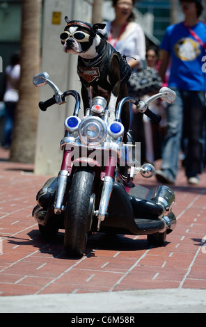 LEADER DEL PACK Questo cane ha corteccia è peggio che il suo bike... Soddisfare il trinciatore il biker dude â€" un Harley-Segugio amorevole che ha il suo Foto Stock