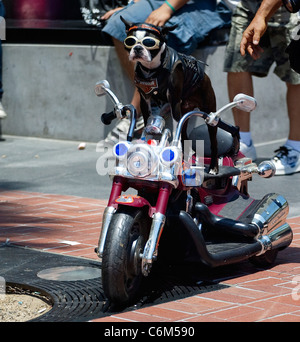 LEADER DEL PACK Questo cane ha corteccia è peggio che il suo bike... Soddisfare il trinciatore il biker dude â€" un Harley-Segugio amorevole che ha il suo Foto Stock