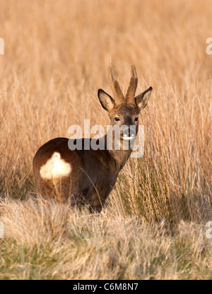 Capreolus capreolus- capriolo in Scozia Foto Stock