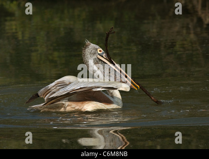 Trasporto di materiale di nesting Foto Stock