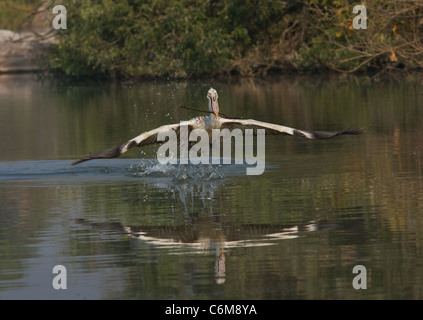 Spot fatturati pellicano Foto Stock