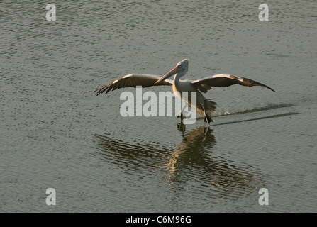 Spot-fatturati pelican landing Foto Stock