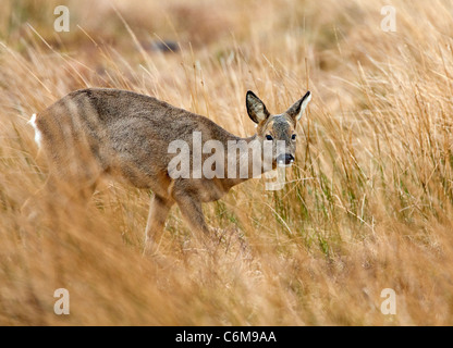 Capreolus capreolus- capriolo in Scozia Foto Stock