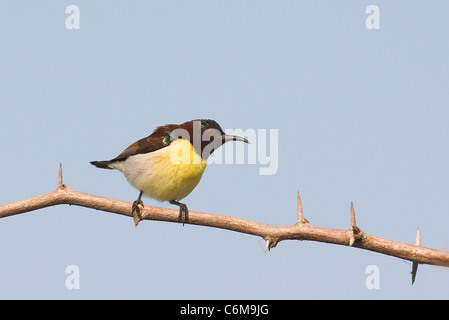 Yellow-Bellied Sunbird Foto Stock