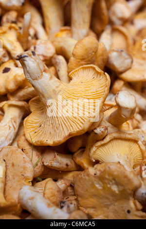 Girolles conosciuto anche come Golden finferli. Foto:Jeff Gilbert Foto Stock