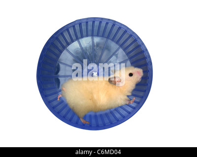 Un criceto in una ruota su sfondo bianco Foto Stock