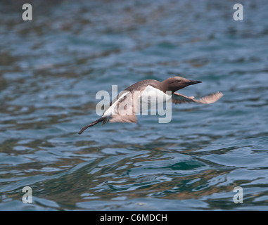 Uria aalge - comune guillemot in volo Foto Stock