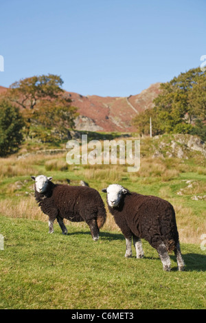 Due Herdwick pecore pascolano sul pendio di una collina in Langdale, Lake District, Cumbria, Regno Unito Foto Stock