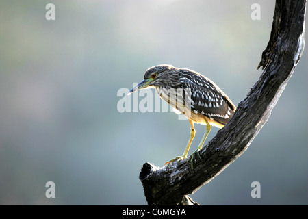 Green backed heron appollaiato su un ramo Foto Stock