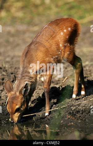 Giovane femmina bushbuck Foto Stock