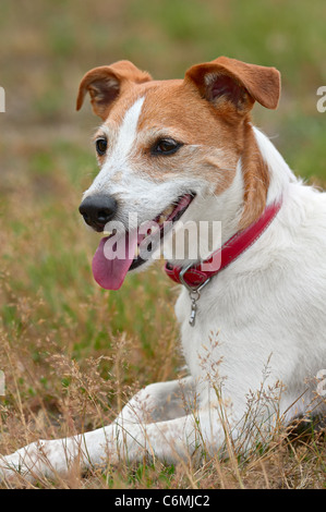 Rivestimento liscio Parson Jack Russell Terrier riposo dopo una corsa Foto Stock