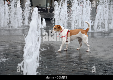 Umido rivestita liscia Parson Jack Russell Terrier vagare attraverso una fontana Foto Stock