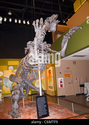 Lo scheletro di un megatherium, un gigante di massa bradipo che ha vissuto 5 milioni di anni fa.sul display in Manitoba Museum di Winnipeg, MB Foto Stock