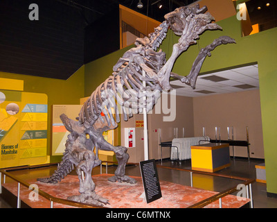 Lo scheletro di un megatherium, un gigante di massa bradipo che ha vissuto 5 milioni di anni fa.sul display in Manitoba Museum di Winnipeg, MB Foto Stock