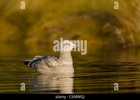 Aringa Gabbiano (Larus argentatus), primo inverno bambini Foto Stock