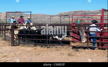 Cowboys bovini di lavoro in penne dopo una carrellata su un West Texas ranch prima della spedizione. Foto Stock