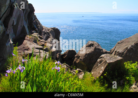 Cutler il sentiero costiero, Bold costa preservare, Cutler, Maine, Stati Uniti d'America Foto Stock