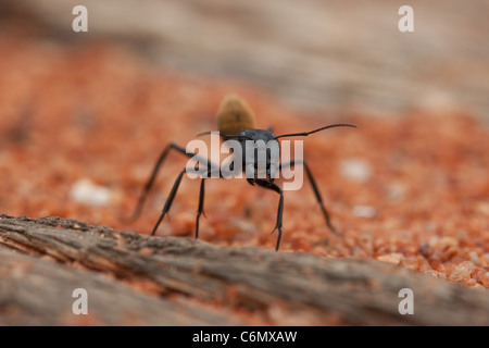 Velvet ant con testa che mostra a tenaglia apparato boccale Foto Stock