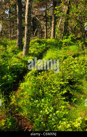 Coast Guard Trail, West testa Quaddy parco statale, Lubec, Maine, Stati Uniti d'America Foto Stock