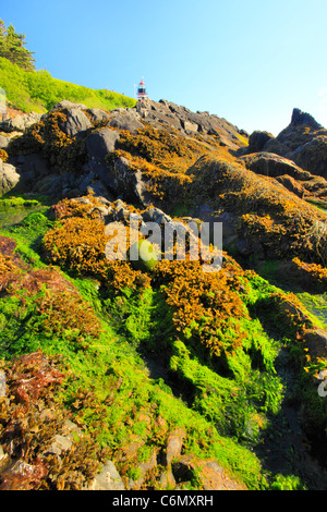 A ovest il Sentiero costiero, Quaddy luce di testa, West Quaddy capo del parco statale, Lubec, Maine, Stati Uniti d'America Foto Stock