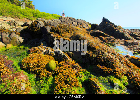 A ovest il Sentiero costiero, Quaddy luce di testa, West Quaddy capo del parco statale, Lubec, Maine, Stati Uniti d'America Foto Stock