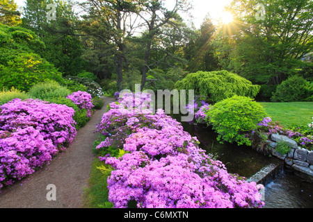 Sunrise, Asticou giardini, Northeast Harbor, isola di Mount Desert, Maine, Stati Uniti d'America Foto Stock