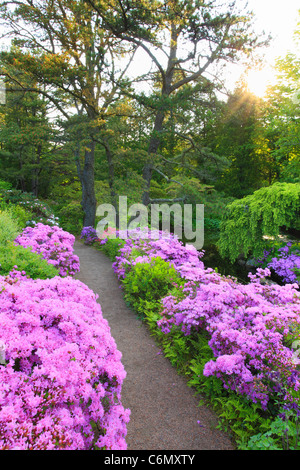 Sunrise, Asticou giardini, Northeast Harbor, isola di Mount Desert, Maine, Stati Uniti d'America Foto Stock